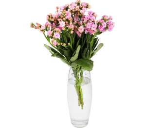 Kytica Kalanchoe 3 stonky (Kalanchoe)
Dlžka kytice: 40 cm