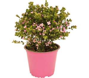 Borónia anízová (Boronia Crenulata)
priemer kvetináča: 14 cm Borónia anízová (Boronia Crenulata)
priemer kvetináča: 14 cm