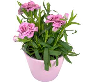 Klinček v keramike (Dianthus)
priemer kvetináča: 9 cm Klinček v keramike (Dianthus)
priemer kvetináča: 9 cm