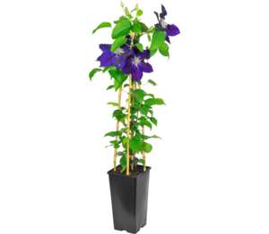 Plamienok (Clematis Hybrid)
rozmer kvet.: 10,5x 10,5cm Plamienok (Clematis Hybrid)
rozmer kvet.: 10,5x 10,5cm