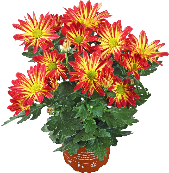 Abbildung des Angebots Chrysantheme  