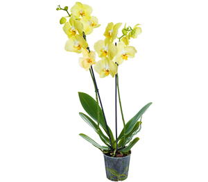 Orchidee