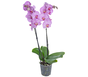 Orchidee