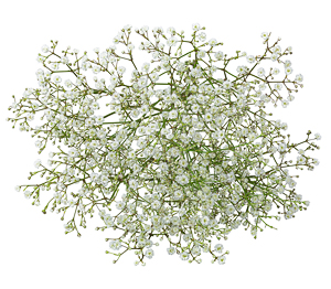 Blumen-Beiwerk