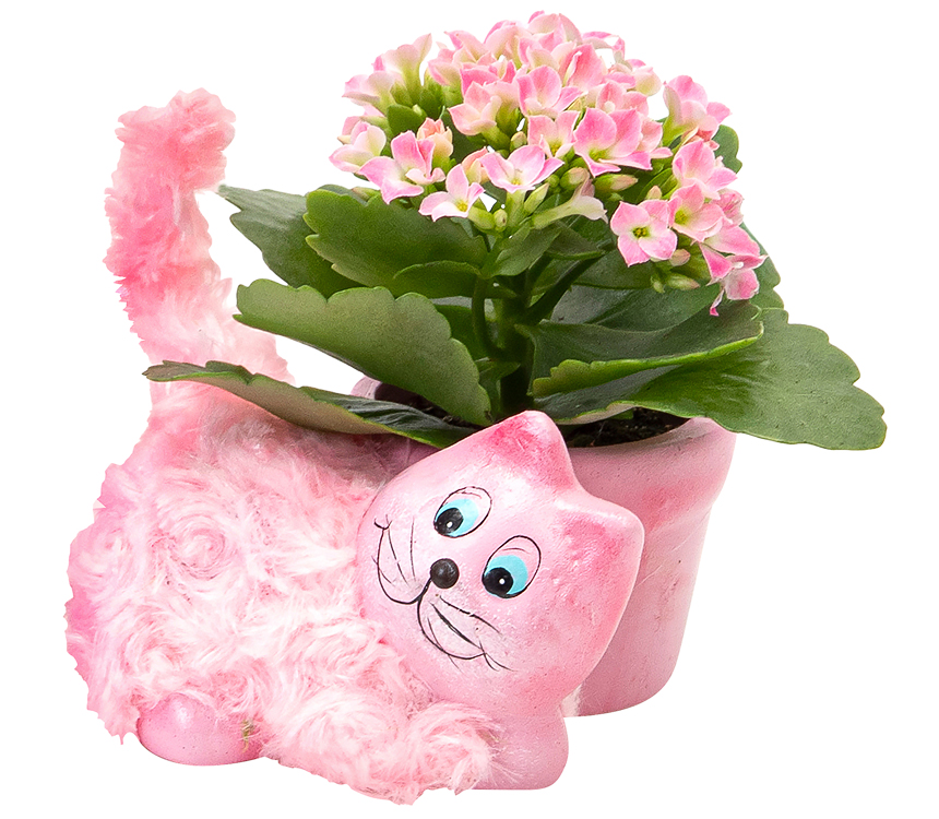 Kalanchoe in Haustier-Keramik