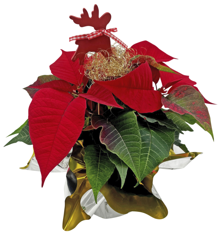 Weihnachtsstern dekoriert