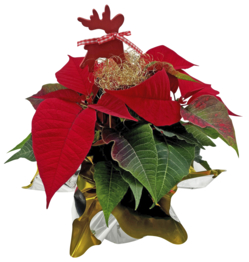 Weihnachtsstern dekoriert Weihnachtsstern dekoriert