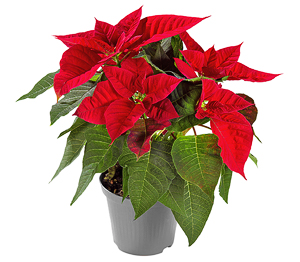 Weihnachtsstern oder Zauberstern Weihnachtsstern oder Zauberstern