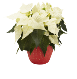 Weihnachtsstern oder Zauberstern in Keramik Weihnachtsstern oder Zauberstern in Keramik