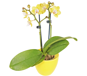 Orchidee im Keramik-Übertopf