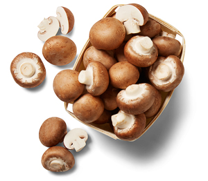 Dtsch./poln. Kulturchampignons, braun  