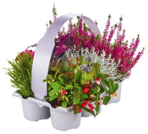 Herbstpflanzen im 6er-Pack
