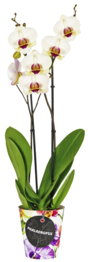 Orchidee im Becher