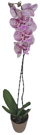 Orchidee im Keramik-Übertopf