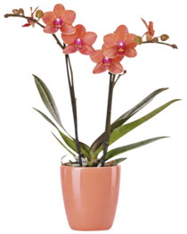 Orchidee im Keramik-Übertopf