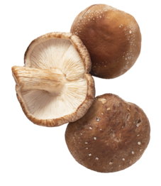 Bioland dtsch. Shitake-Pilze