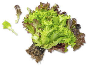 Dtsch./belg. Kopfsalat Dtsch./belg. Kopfsalat