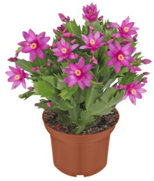 Herbstkaktus